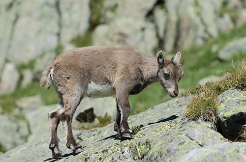 Young ibex