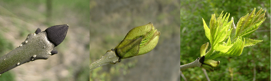 Débourrement d’un bourgeon de frêne commun (Fraxinus excelsior)