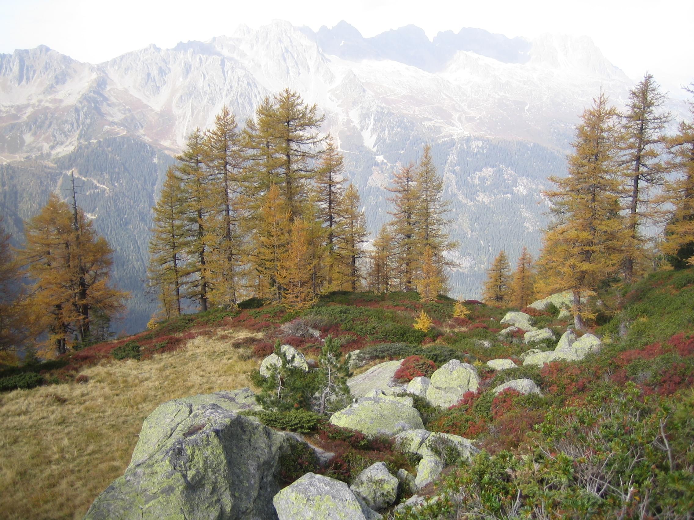 Montagne et végétation